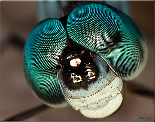 Super-visión de la libélula | PSICOLOGÍA FISIOLÓGICA